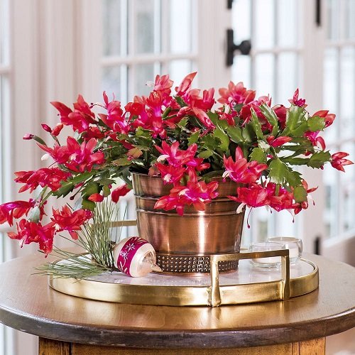 Best Flowering Houseplants You Can Grow Indoors All Winter