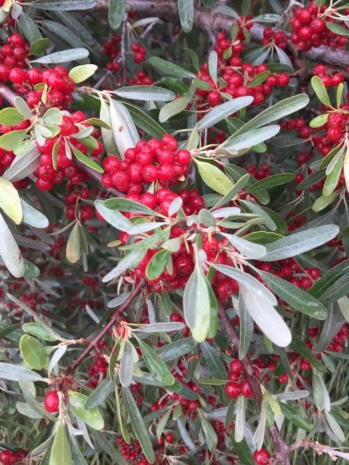 26 Beautiful Shrubs and Bushes with Red Berries 12