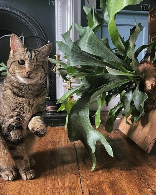 46 Best Cat Garden Plants | Cat Friendly Indoor Plants 20