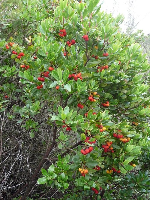 26 Beautiful Shrubs and Bushes with Red Berries 2
