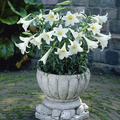 Most Fragrant Lilies 3