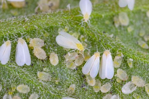 Types of Common Pests in Your Garden 3