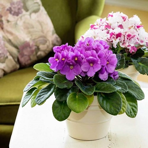 Best Flowering Houseplants You Can Grow Indoors All Winter 3