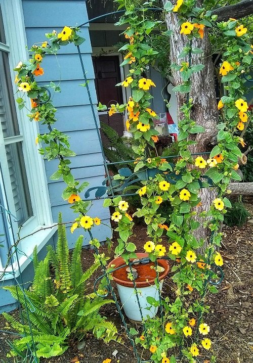 Vines with Yellow Flowers 4
