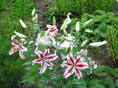 Most Fragrant Lilies 10