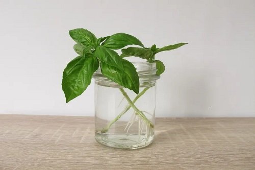 18 Brilliant Herbs in Glass Jar Ideas 2