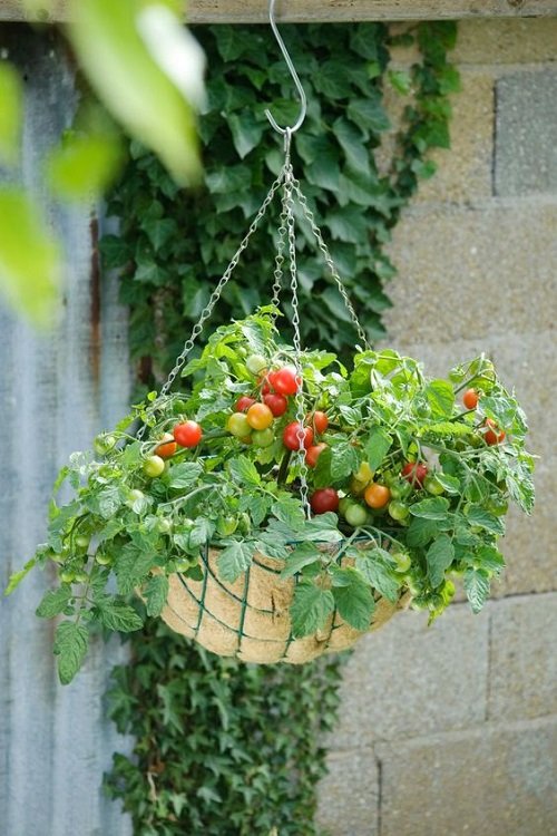 Best Plants For Hanging Baskets 2