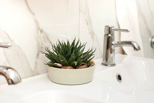 Best Plants for Bathroom 14