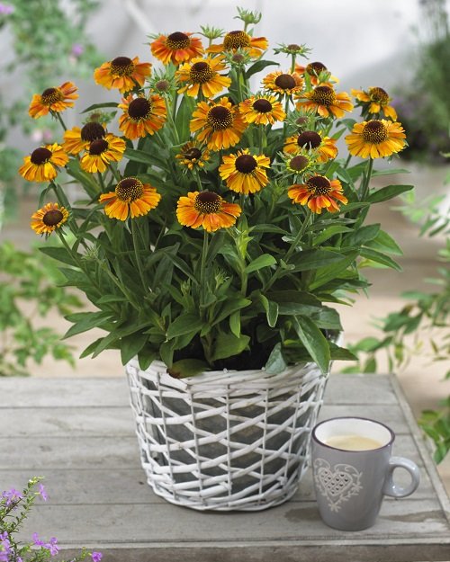 Best Flowers for Full Sun in table