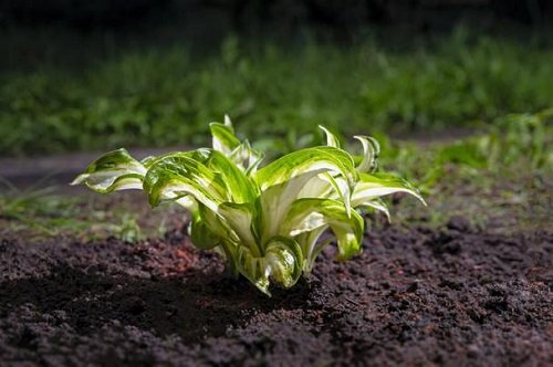 Best Gardening Tricks to Care for Hostas 13