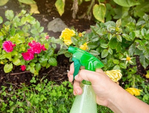 DIY Insecticidal Soap Recipes for Garden