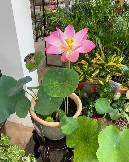 How to Grow Lotus 3