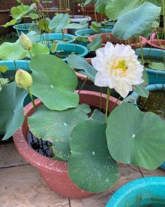 How to Grow Lotus | Planting Lotus in Container