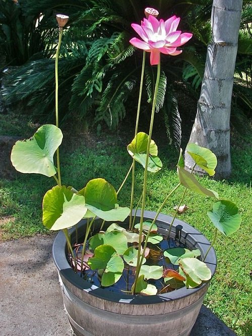 How to Grow Lotus 2
