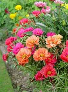 29 Different Types of Portulaca Varieties | Balcony Garden Web