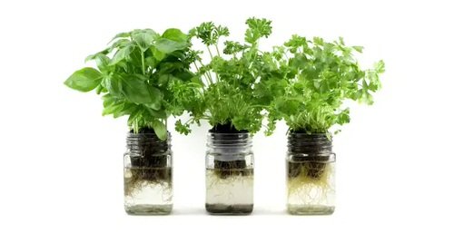 18 Brilliant Herbs in Glass Jar Ideas 8