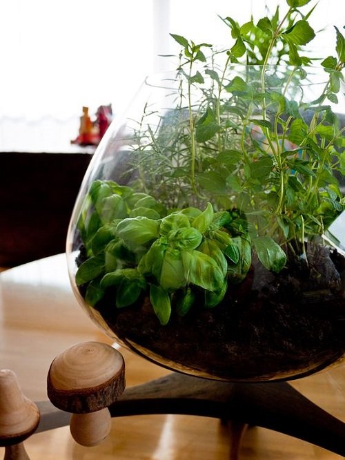 18 Brilliant Herbs in Glass Jar Ideas 3