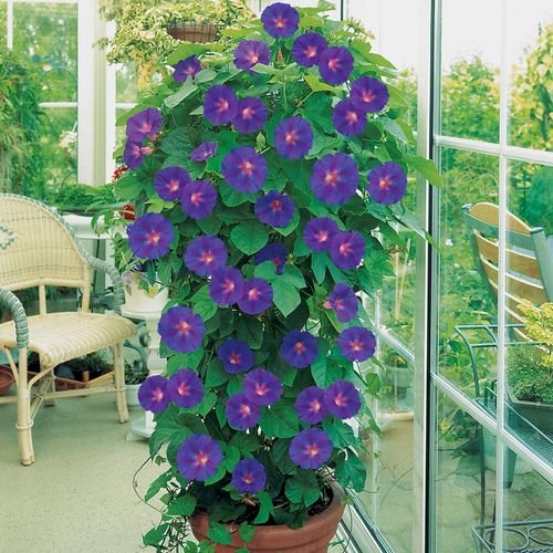 How to Grow Morning Glory in Pots | Balcony Garden Web