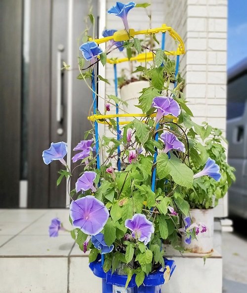 How to Grow Morning Glory in Pots