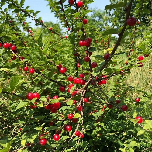 26 Beautiful Shrubs and Bushes with Red Berries 8