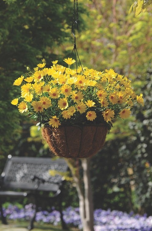 Best Plants For Hanging Baskets 11