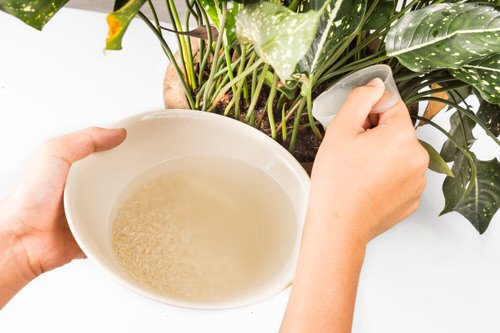 Homemade Fertilizers for Indoor Plants in Water 16