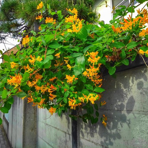Vines with Yellow Flowers
