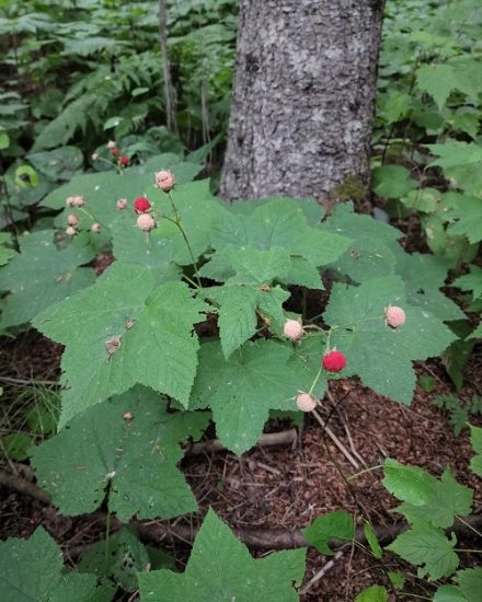 5-best-plants-that-can-be-used-as-toilet-papers-toilet-paper-plants