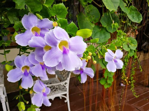 8 Best Thunbergia Flowers | Most Beautiful Thunbergia Varieties 4