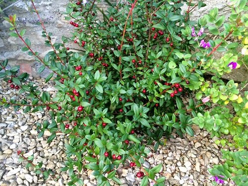 26 Beautiful Shrubs and Bushes with Red Berries 10