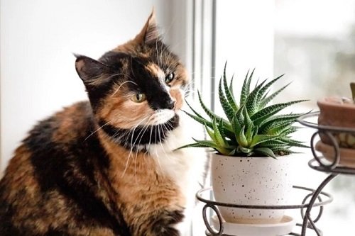 46 Best Cat Garden Plants | Cat Friendly Indoor Plants 21