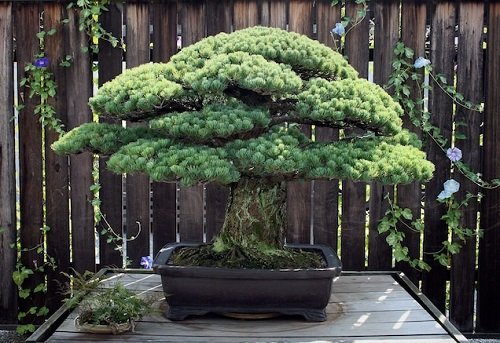 Oldest Bonsai Trees in the World 3