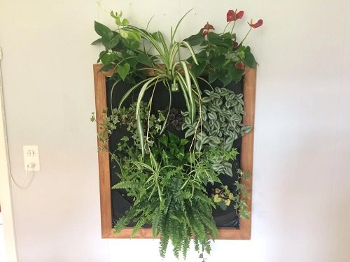 40 Amazing Plants as Picture Frame Ideas