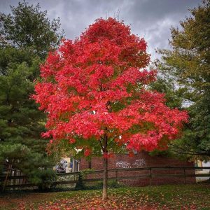 28 Best Tall Skinny Trees 