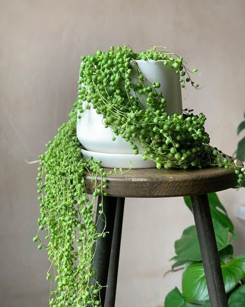 Succulent Vines on table
