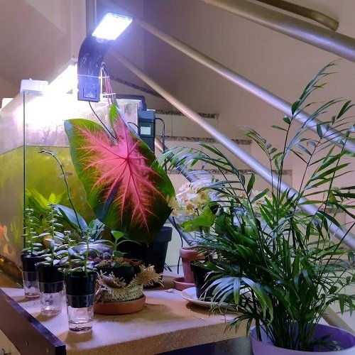 24 Indoor Caladium Ideas from Instagram 4