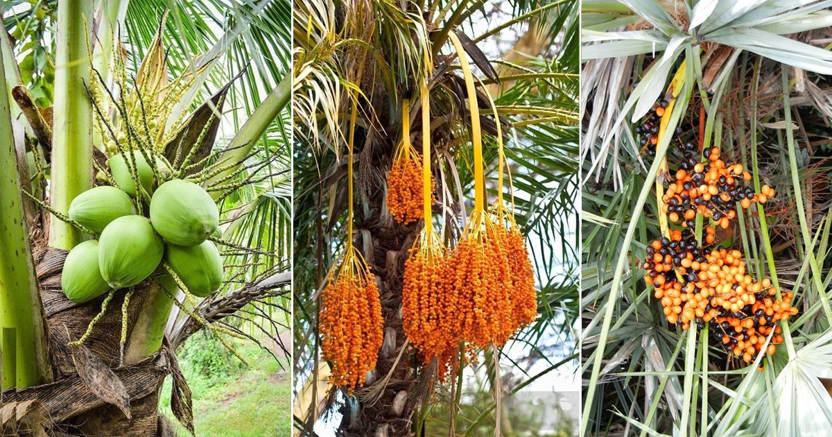 List of Best Palm Fruits | Fruits From Palm Trees