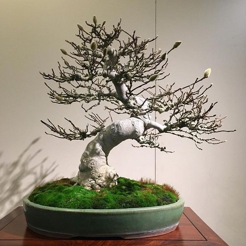 Best Magnolia Bonsai Tree 3