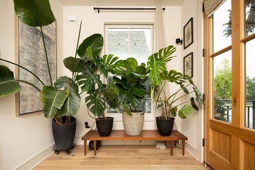 Best Foyer Decor Ideas with Plants 2