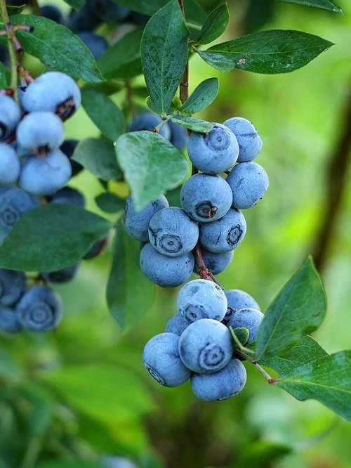 14 Best Purple Fruits to Grow in the Garden 7