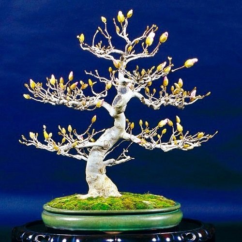 Best Magnolia Bonsai Tree 18