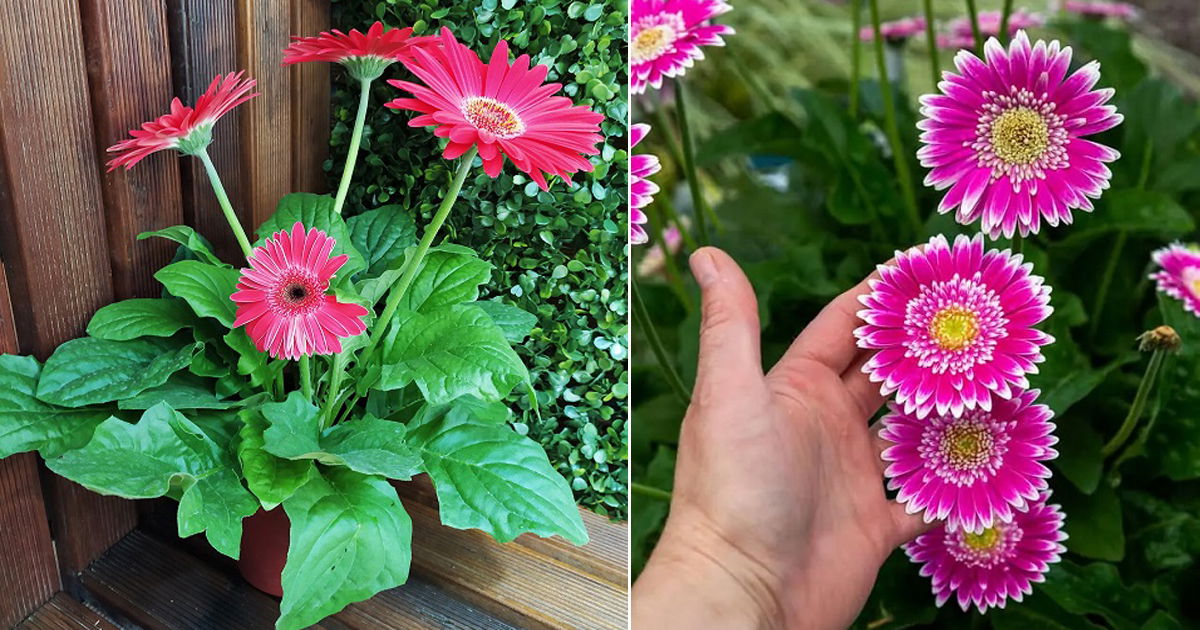 How to Keep Gerbera Daisies Blooming 12 Best Tricks