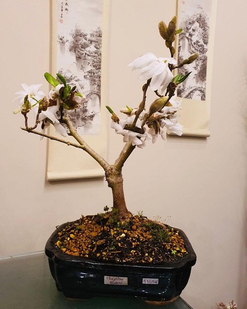 Best Magnolia Bonsai Tree 17