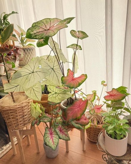 23 Indoor Caladium Display Ideas from Instagram | Balcony Garden Web