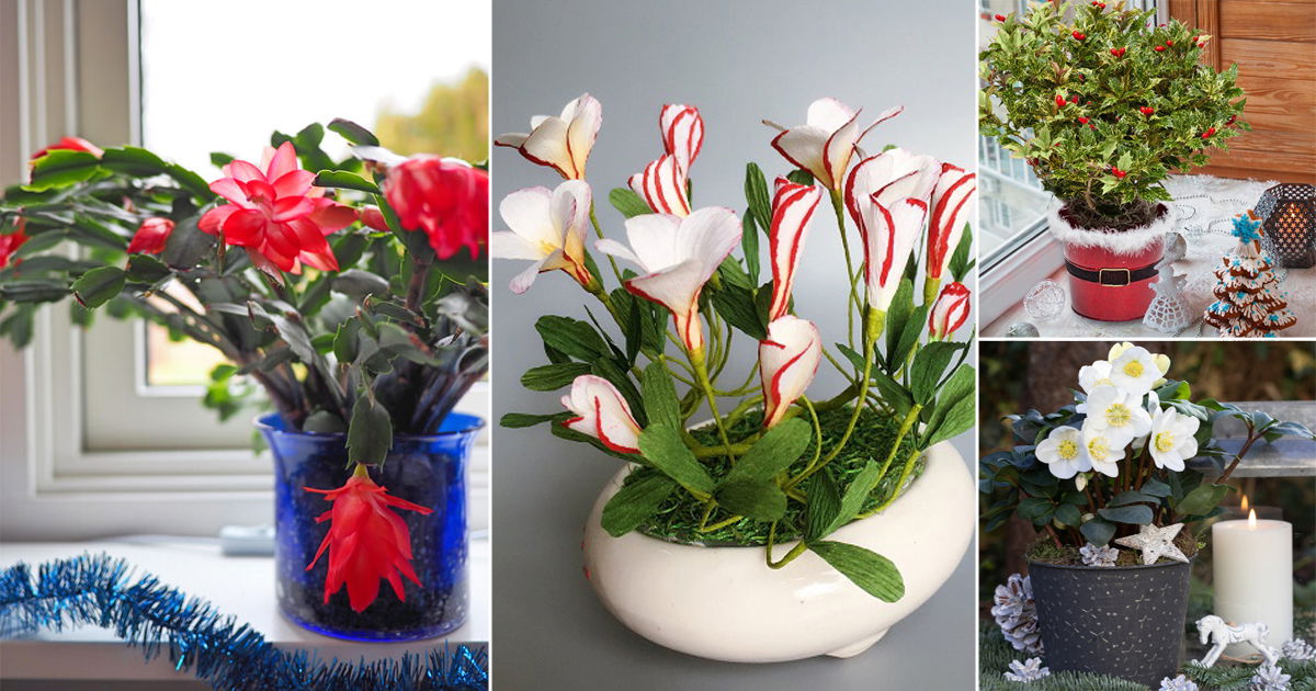 17 Best Christmas Flowers 