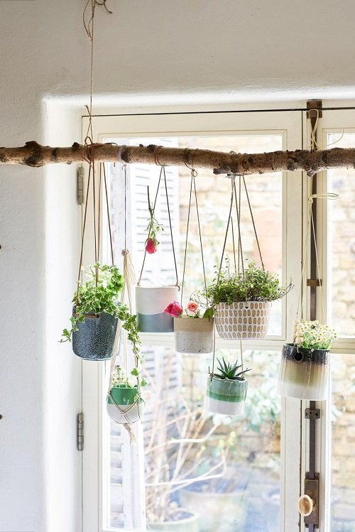 33 Best Hanging Plants in Front of Windows Ideas 9
