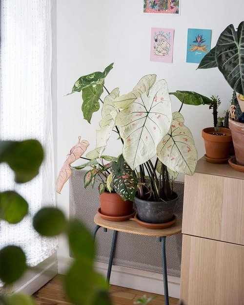 24 Indoor Caladium Ideas from Instagram 8