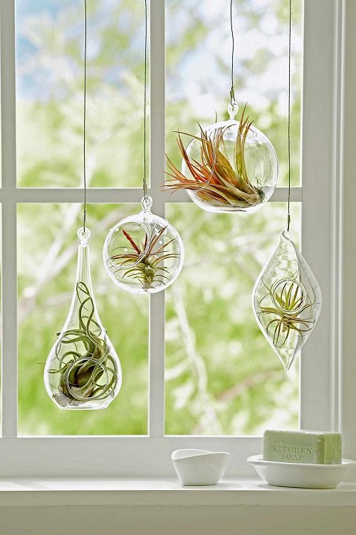 33 Best Hanging Plants in Front of Windows Ideas 10