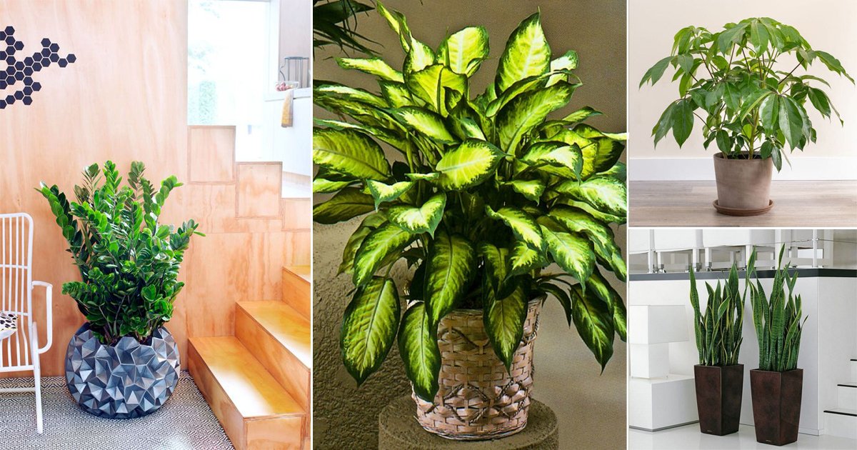 21 Easiest Houseplants | Easiest Indoor Plants to Take Care Of