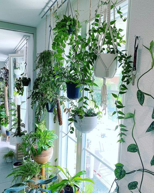 33 Best Hanging Plants in Front of Windows Ideas 17